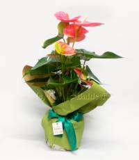 Pianta di Anthurium in confezione regalo