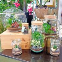 Terrari: composizioni di piante in vasi di vetro decorativi