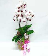 Orchidea confezionata in vaso di carta decorativo