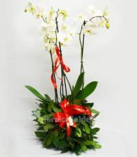 Phalaenopsis confezionato per laurea