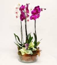 Phalaenopsis confezionato in ciotola di vetro