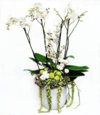 Phalaenopsis confezionato in vaso di ceramica e verdi decorativi