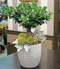 Bonsai ficus ginseng confezionato in vaso di ceramica con decorazione autunnale