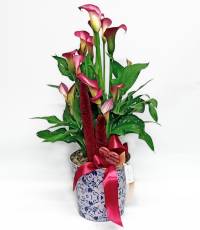 pianta di Calle confezionata in vaso di carta decorativo adatto