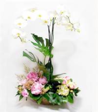 composizione con pianta di orchidee e fiori recisi