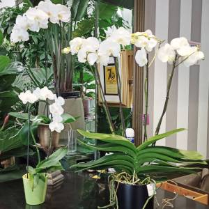 piante orchidee phalaenopsis bianchi anche a teatro in negozio