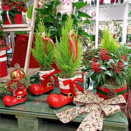 piante confezione natalizia con oggettistica di ceramica rossa