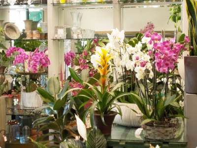 piante orchidee in negozio