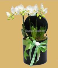 Phalaenopsis confezionato in scatola nera