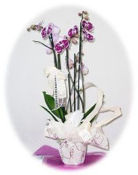 Pianta phalaenopsis confezionata