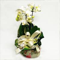 Phalaenopsis piccolo confezionato in scatola decorativa 